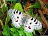 thumb_www_tapety-wallpapers_cz-Hmyz-0102